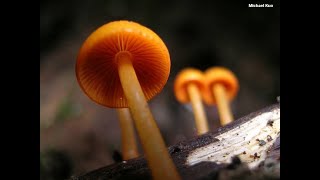Wild Fungi | Orange Mycena