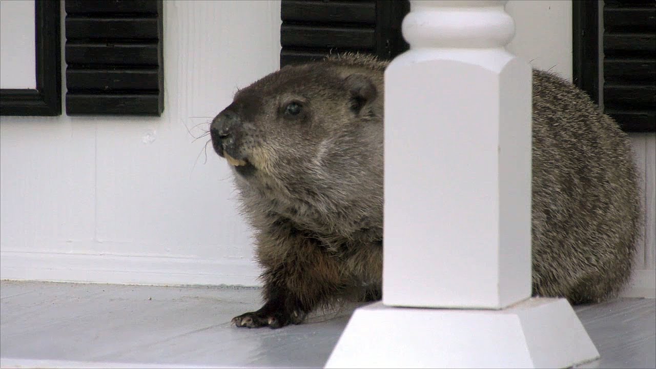 Georgia's Most Famous Groundhog Enjoying New Home - YouTube