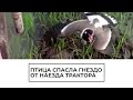 Птица спасла гнездо от наезда трактора