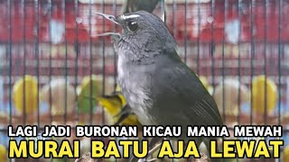 Download lagu JONGKANGAN BIRU KICAUAN LANGKA LAGI JADI BURONAN KICAU MANIA MURAI BATU AJA LEWAT MERDUNYA !!