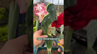 How to Graft a Cactus: Step-by-Step Guide for Beginners 🌵