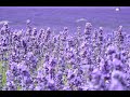 Edward macdowell  with sweet lavender op  62 no  4      clark bryan piano
