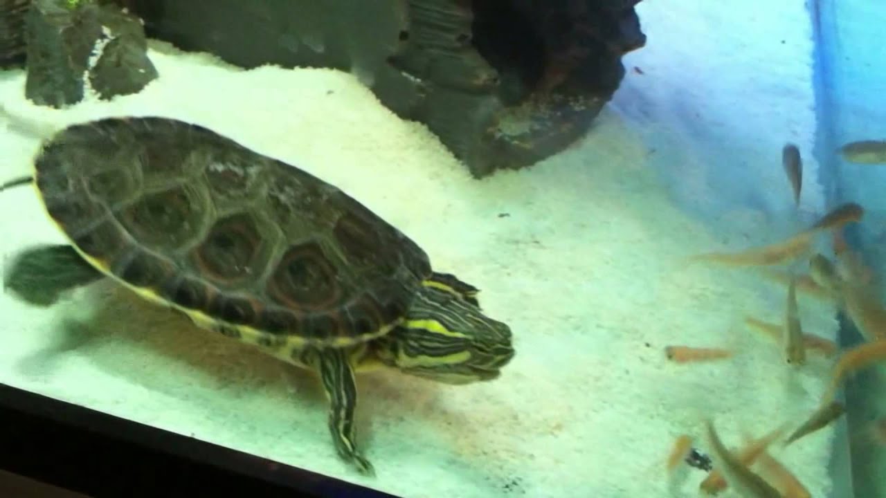Pet Belize Slider Turtle Jabba eats fish faster than you can blink!