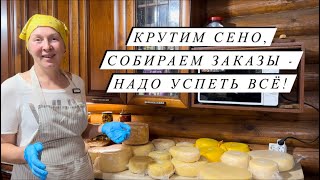 видео: По 150 рулонов сена в день! Каждый день прибавление у герефордов!Какие сыры мы делаем на нашей ферме картинка: По 150 рулонов сена в день! Каждый день прибавление у герефордов!Какие сыры мы делаем на нашей ферме