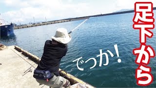 漁港の足下から特大の魚がきてびっくりした(414話目)