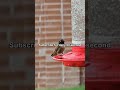 Hummingbirds Are INSANE! 🐦💨 (3 Facts) #Shorts