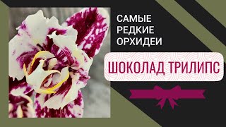 видео: Обзор ФАНТАСТИЧЕСКОЙ поставки! | Орхидея моей мечты! картинка: Обзор ФАНТАСТИЧЕСКОЙ поставки! | Орхидея моей мечты!