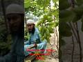 বিদেশি জাতের আঙ্গুর চাষ বাংলাদেশের মাটিতে #gardening #grapenation #grape