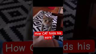 Cat’s Amazing Jump Reflex — Watch Its Ear Fold! 🐱 #CatSkills #catjump #reflexes