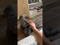 CAT SMELLS FEET AND DIES