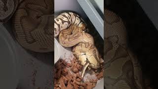 some pairings for 2026#snake #reptiles #ballpython #python #rat #breeding #pets #animals #