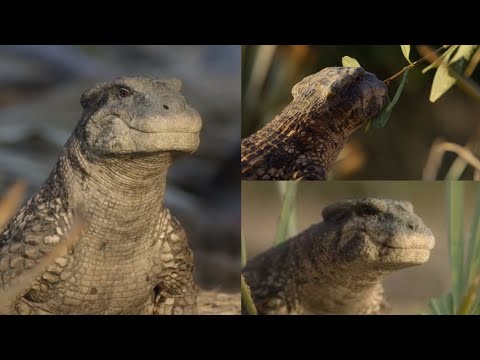 Prehistoric Planet 2 [2023] - Simosuchus Screen Time