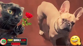 The Funniest Animals - Fun With Pets 2023