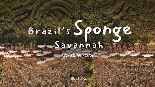 Restoring the Cerrado, birthplace of water for Brazil’s rivers and forests