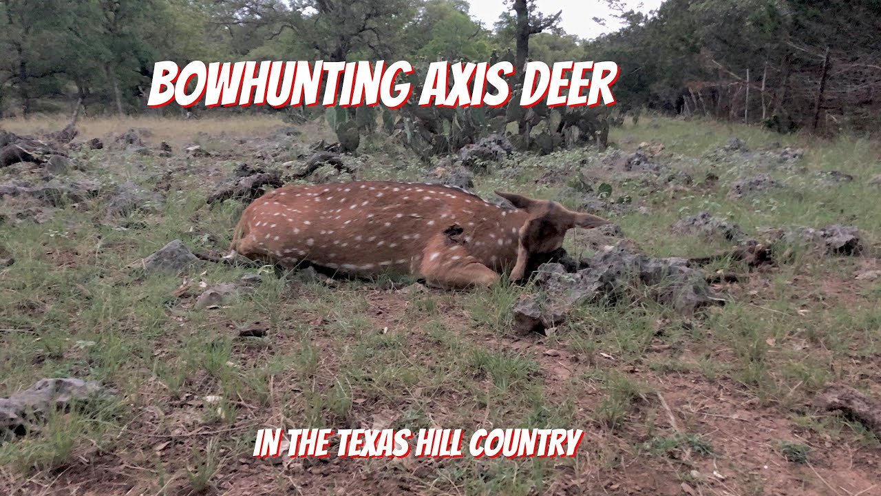 Axis Deer Hunting A Prime Bow Hunt in TEXAS YouTube