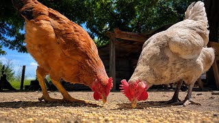 Listen to Their Happy Clucks They Love This Corn! #FreeRangeChickens