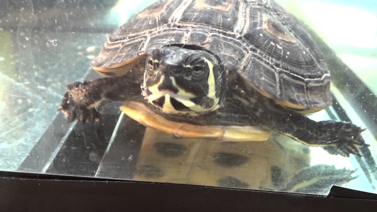 My Aquatic Turtle Pet YouTube