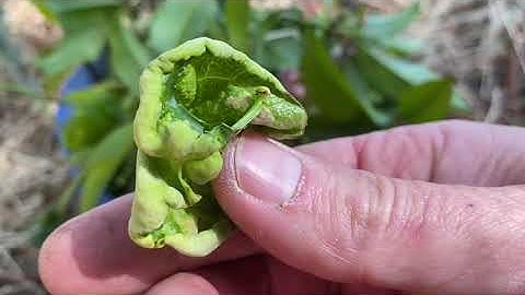 Controlling Peach Tree Leaf Curl 2021