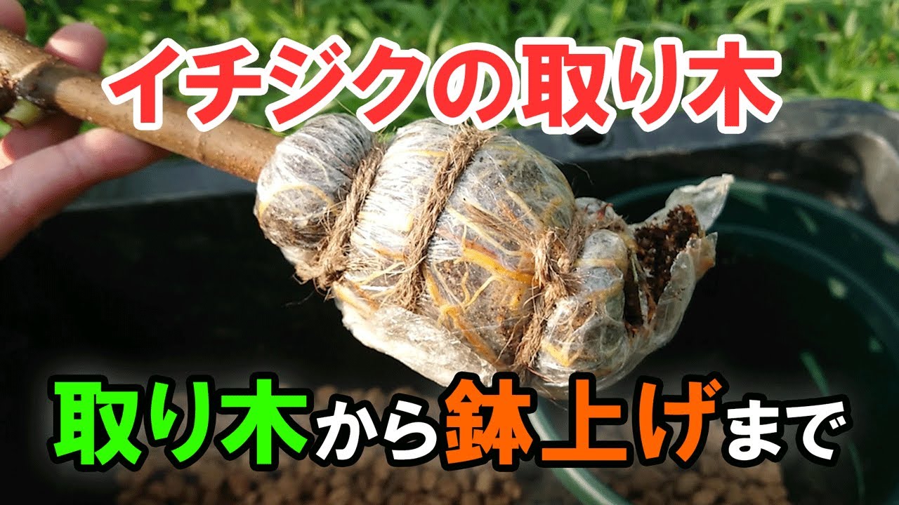 イチジクの取り木に初挑戦 取り木～鉢上げ後まで まとめ - YouTube
