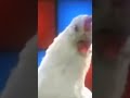 Kfc Chicken Dance танец курицы из KFC Shorts Short Tiktok 2022 2023 танец музыка курица