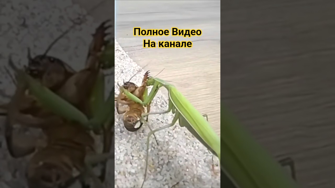 Огромная Медведка против Богомола