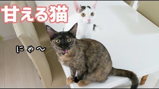 ご飯前に鳴いて甘えてくるかわいい猫4匹