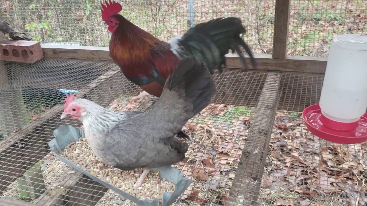BB RED AND SILVER DUCKWING OEGB'S( pen No. 1) - YouTube