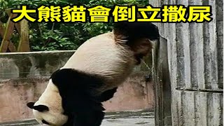 大熊猫会倒立撒尿 by 寵物世界 Pet World 435 views 2 years ago 8 minutes, 19 seconds