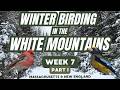 Snowshoeing the White Mountains of New Hampshire for Winter Finches