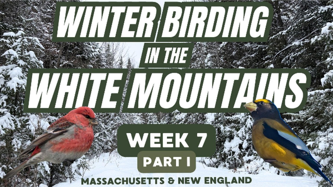 Snowshoeing the White Mountains of New Hampshire for Winter Finches