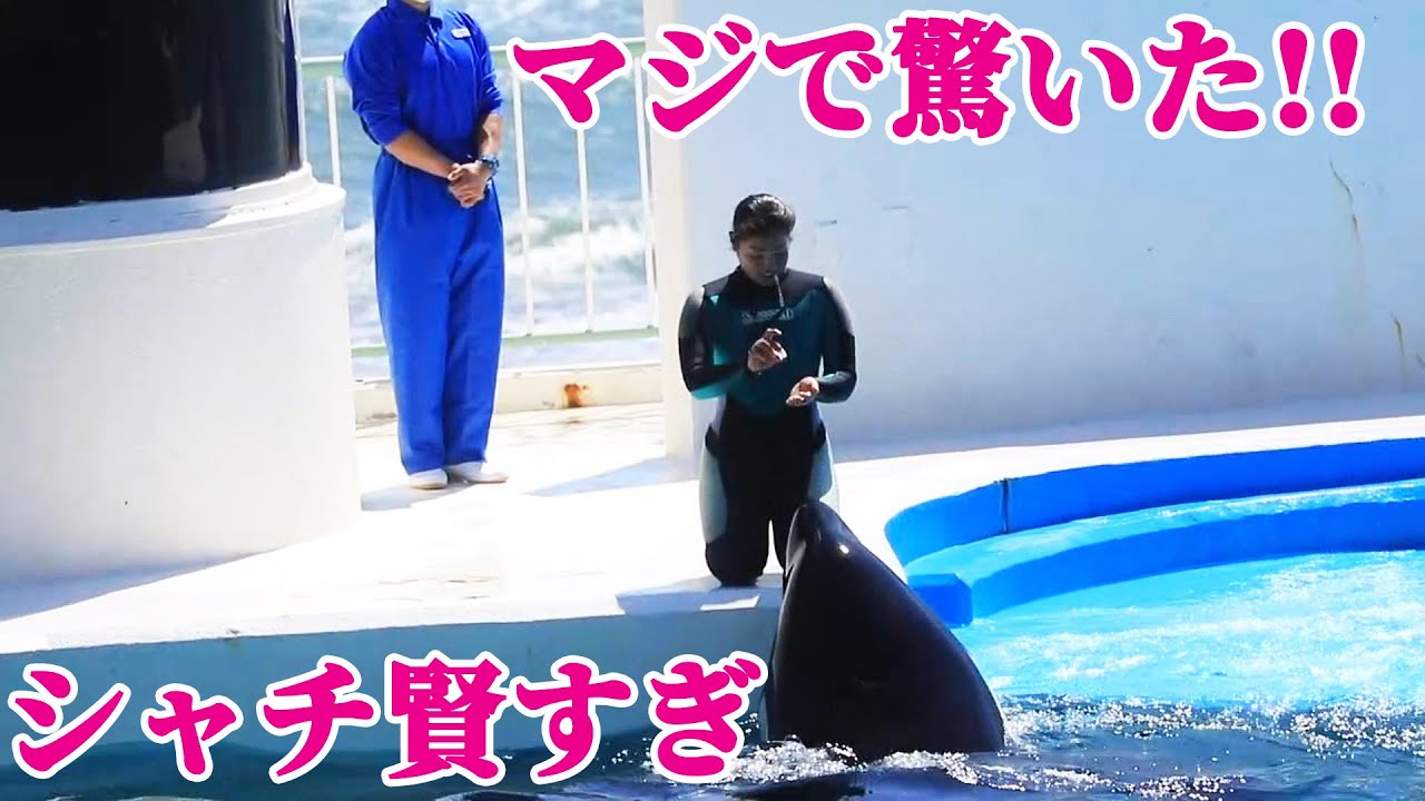 必見】シャチの視力と知力の高さにマジ驚いた!! 鴨川シーワールド