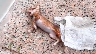The abandoned kitten lay waiting to die on the corner of the street, it was in great pain
