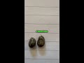 Tips For Avoiding Ticks