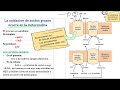 Oxidación de Ácidos Grasos: La cetogénesis (Capítulo 22)