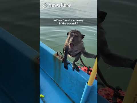 WE FOUND A MONKEY IN THE OCEAN?? 1 WE FOUND A MONKEY IN THE OCEAN??
