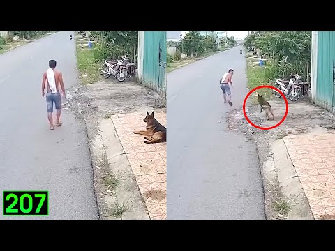 Tin Việt 2026 Mới Nhất Những Thằng Ngu Nhất Hành Tinh Cười Vỡ Bụng P207 