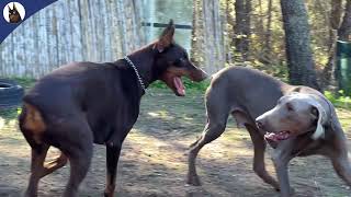 No Commnents Wednesday - Ghost and Delilah - DOBERMAN by TheDobermanGuy 456 views 5 months ago 1 minute, 2 seconds