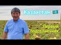 Первый подсолнечник, который мы увидели в Казахстане