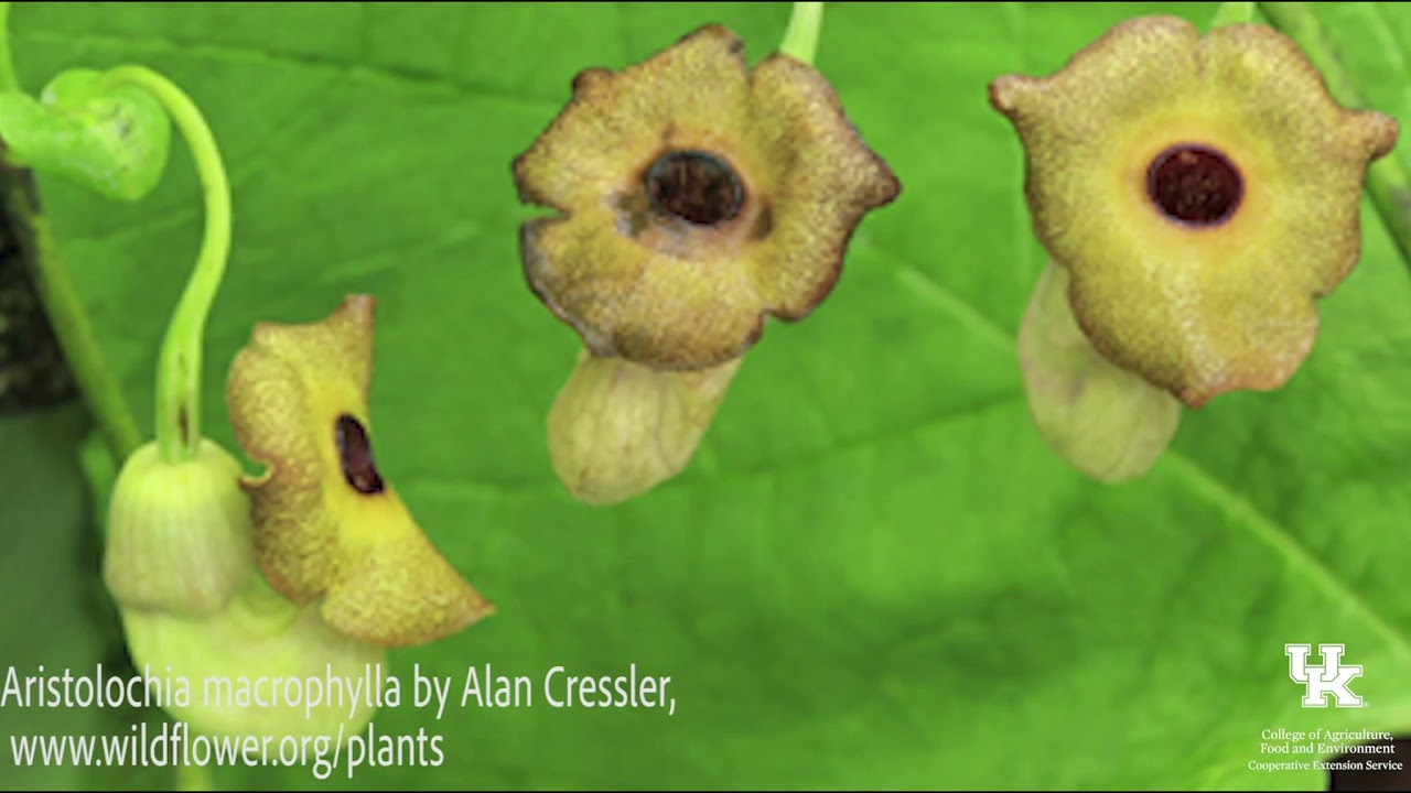 Pawpaw Tree and Dutchman's Pipevine as host plants