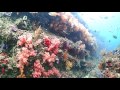 【SCUBA DIVING】茅ヶ崎ダイビング Chigasaki Southern beach off the coast EBOSHI 2016.6.8