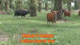 Kisah Sukses Petani Sawit 6 Hektar//Beternak Sapi 20 Ekor