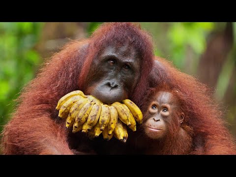 Орангутан / Orangutan