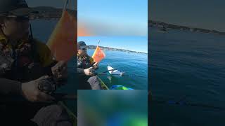 Dead Sunfish Floating Is It A Catch Or Just The End?