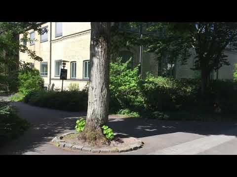 Video: Småbladig Lind (33 Bilder): Beskrivning Av Den Hjärtformade Linden. Greenspire Och Andra Sorter. Var Växer Den? Skillnader Från Storbladiga