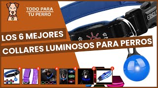 Career Overview Los 6 mejores collares luminosos para perros
