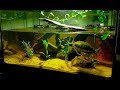 Red Eared Slider Turtle Habitat - Huge Freshwater Aquarium!