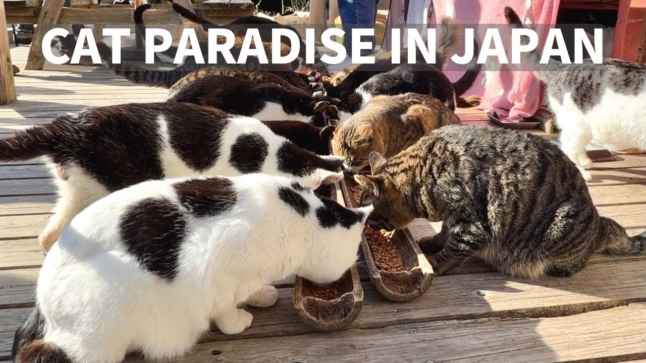 Остров кошек Тасиродзима — Спокойное одиночное путешествие в рай, где повсюду кошки