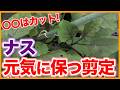 【ナス栽培】株を元気に保つ！剪定のコツを解説！【シェア畑】【農園ライフ】