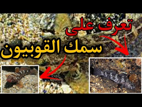 فيديو: هارليكين Tuskfish