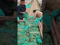 Frog Cultivation & Loading Process